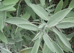 Salvia officinalis / Orvosi zsálya